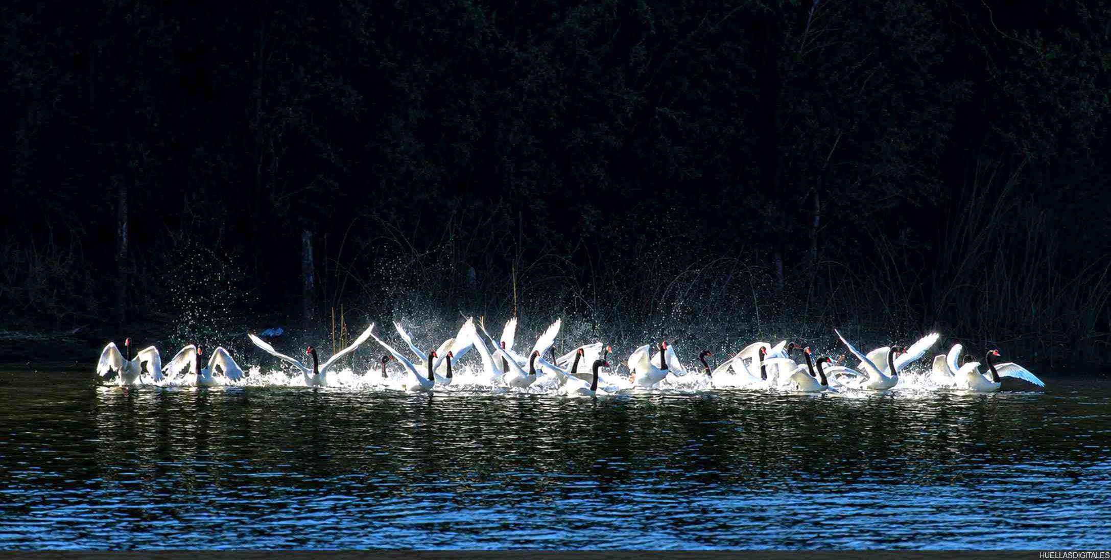 cisnesgrupo