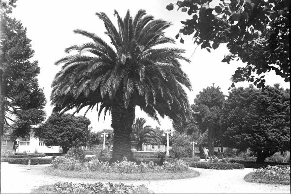 palmera66E20621-F384-5222-3DC9-8C42F798A16B.jpg