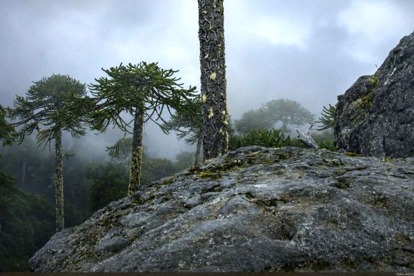 araucaria1hd6744AC97-715A-7933-F1E5-406C0D80F945.jpg