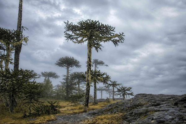 araucaria3bCB207A80-B7DF-8D25-AB5B-DD9049AFE1D8.jpg
