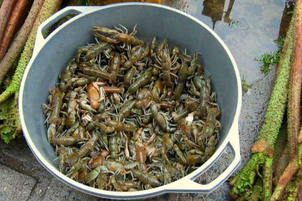 camarones1ad904ac-f513-8eec-0ded-9cec432765bbA4B682C6-D366-730C-A446-1D54BB4C2477.jpg