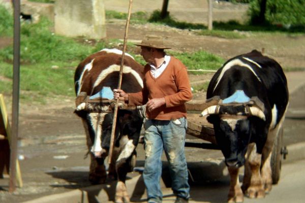 carreta13E79DCCE-36E0-E06C-B658-231DBE20B762.jpg