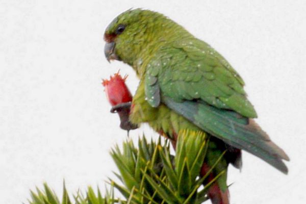 loro2D89AF03-75BD-73FB-B8F5-0313E2F4AD6C.jpg