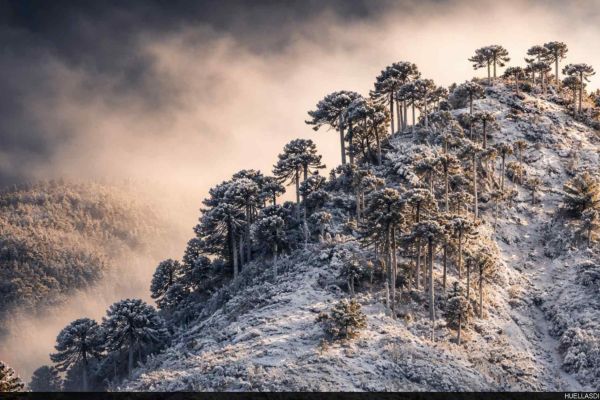 nieve1B65D8BCA-6156-43A4-0847-9FE5D0CEAE5E.jpg