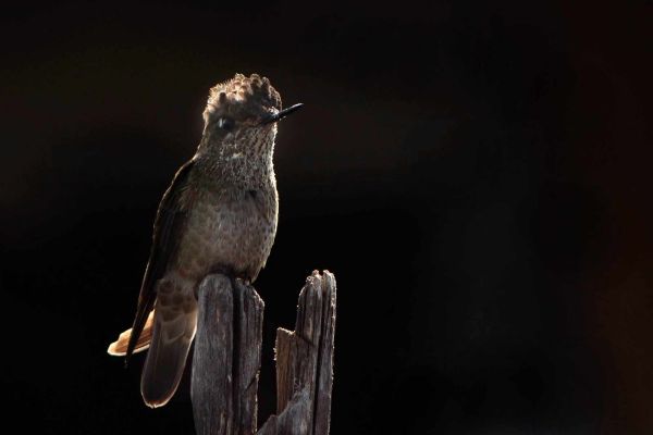 nisc-86F8D6F20B-9F6B-4B56-331D-DA955A478C57.jpg